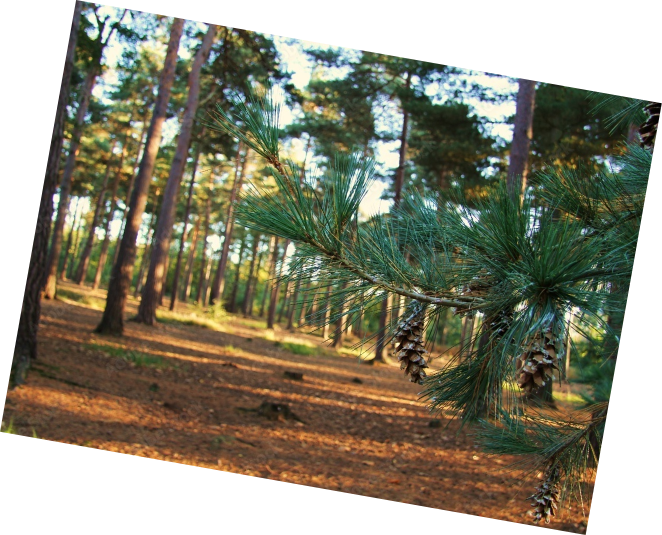 A beautiful pine forest
